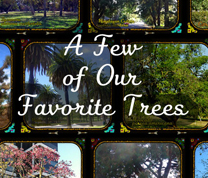 A Few of Our Favorite Trees